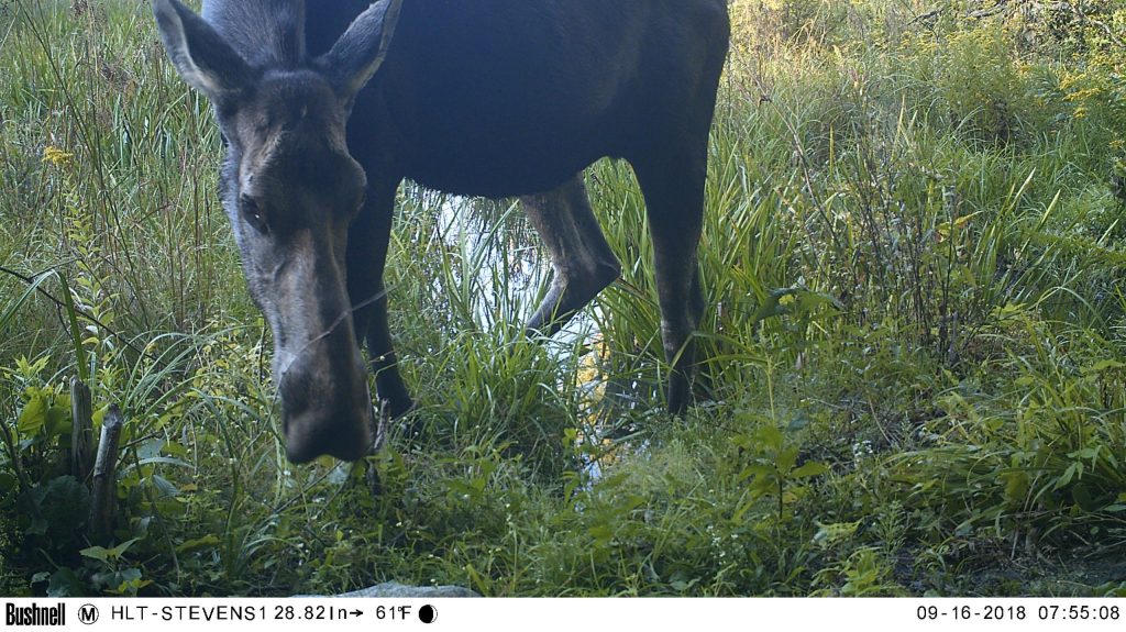 Hilltown Land TrustMoose-scaled