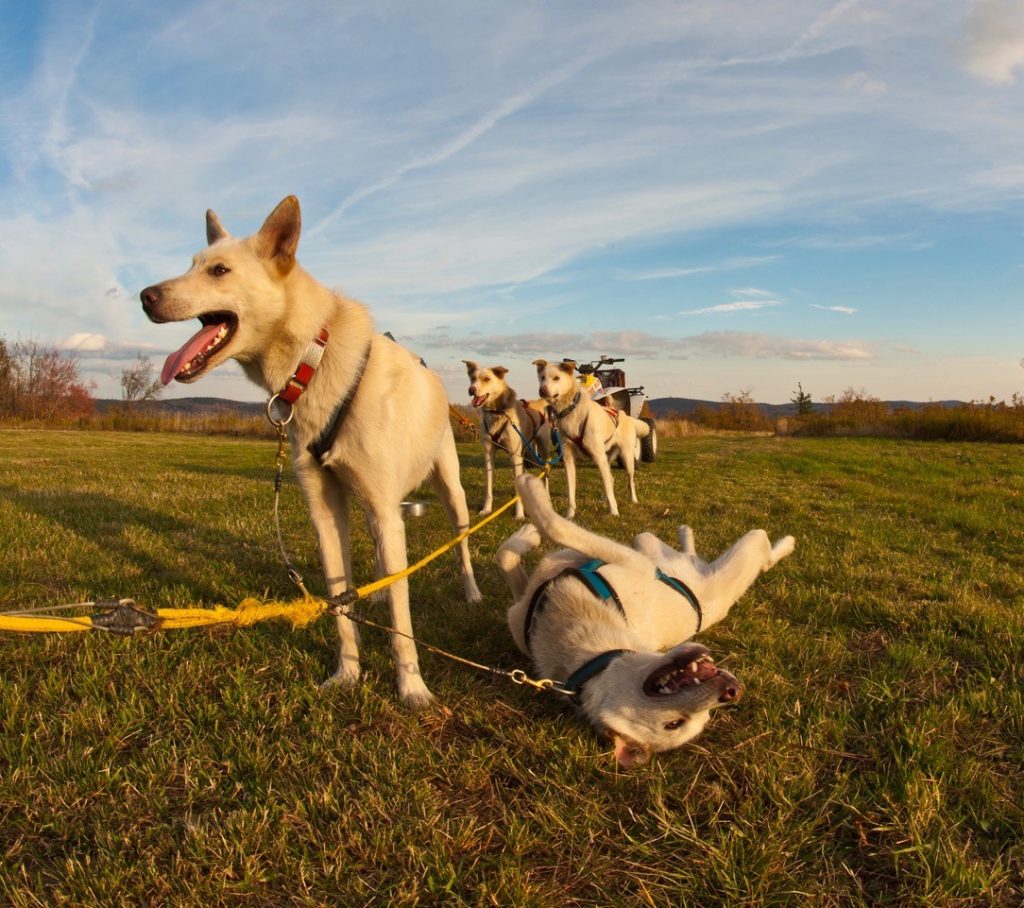 Hilltown SleddogsMBB3