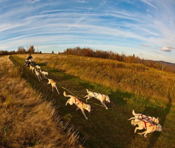 Hilltown Sleddogsmbb1