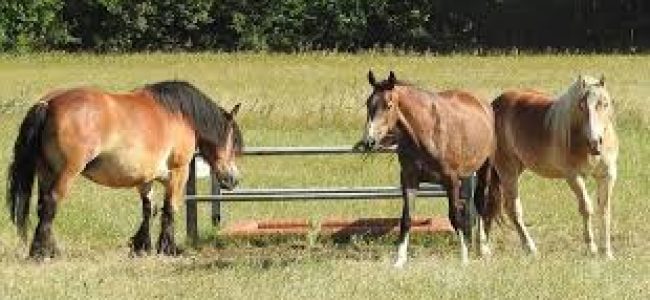 Horses-With-A-Heart-images-2-650×300-1